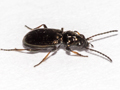 Bembidion properans
